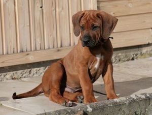 austrian ridgeback