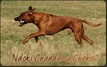 Ndoki Chandalou Cheka